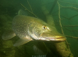 Pike (Esox lucius)waiting for its prey among branches of ... by Ivan Vychodil 